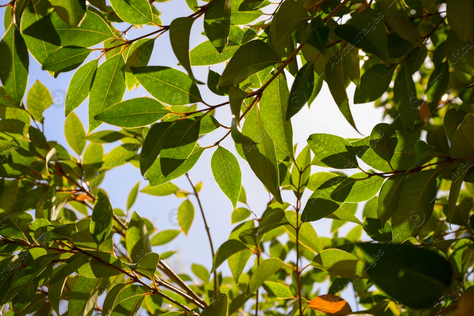 Photo of Closeup view of tree with lush green foliage outdoors on sunny day