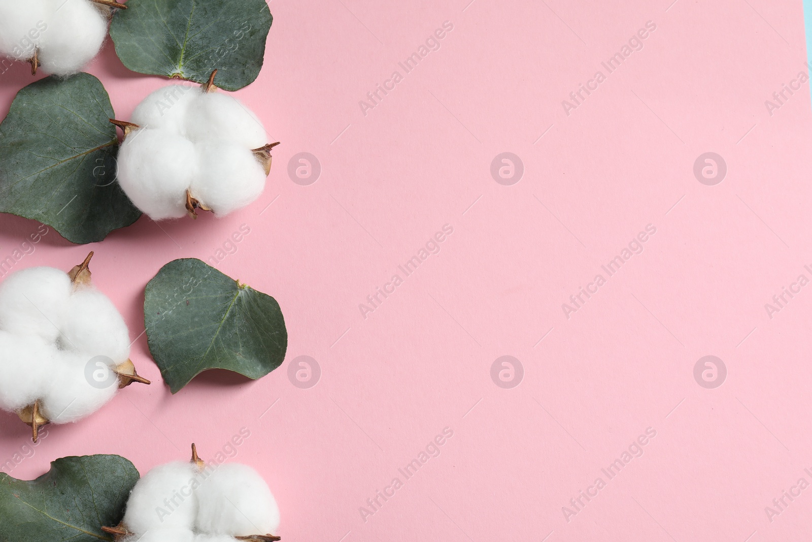 Photo of Cotton flowers and eucalyptus leaves on pink background, flat lay. Space for text