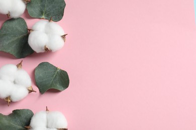 Cotton flowers and eucalyptus leaves on pink background, flat lay. Space for text