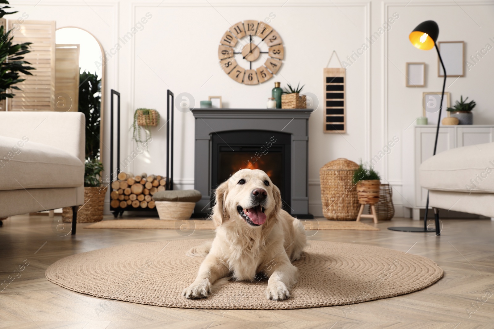 Photo of Adorable Golden Retriever dog on floor near electric fireplace indoors