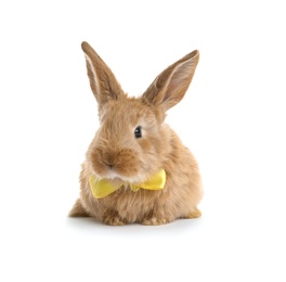 Photo of Adorable furry Easter bunny with cute bow tie on white background