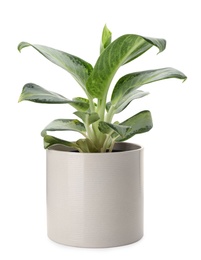 Photo of Beautiful Aglaonema plant in flowerpot isolated on white. House decor