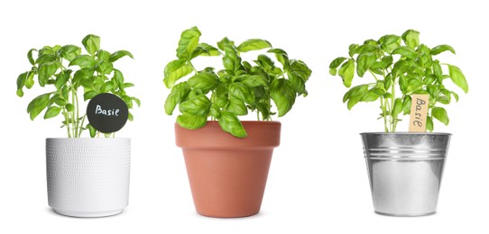 Image of Basil plants growing in different pots isolated on white