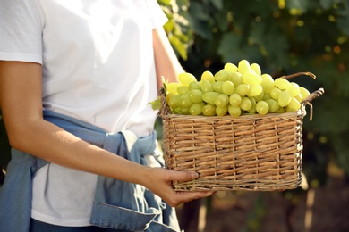 Photo of Woman holding basket with fresh ripe juicy grapes in vineyard, closeup