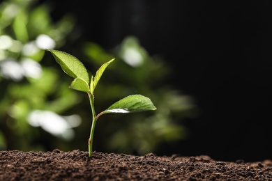 Photo of Young seedling in soil on blurred background, space for text