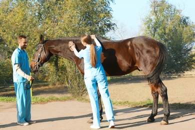 Photo of Veterinarians in uniform brushing beautiful brown horse outdoors