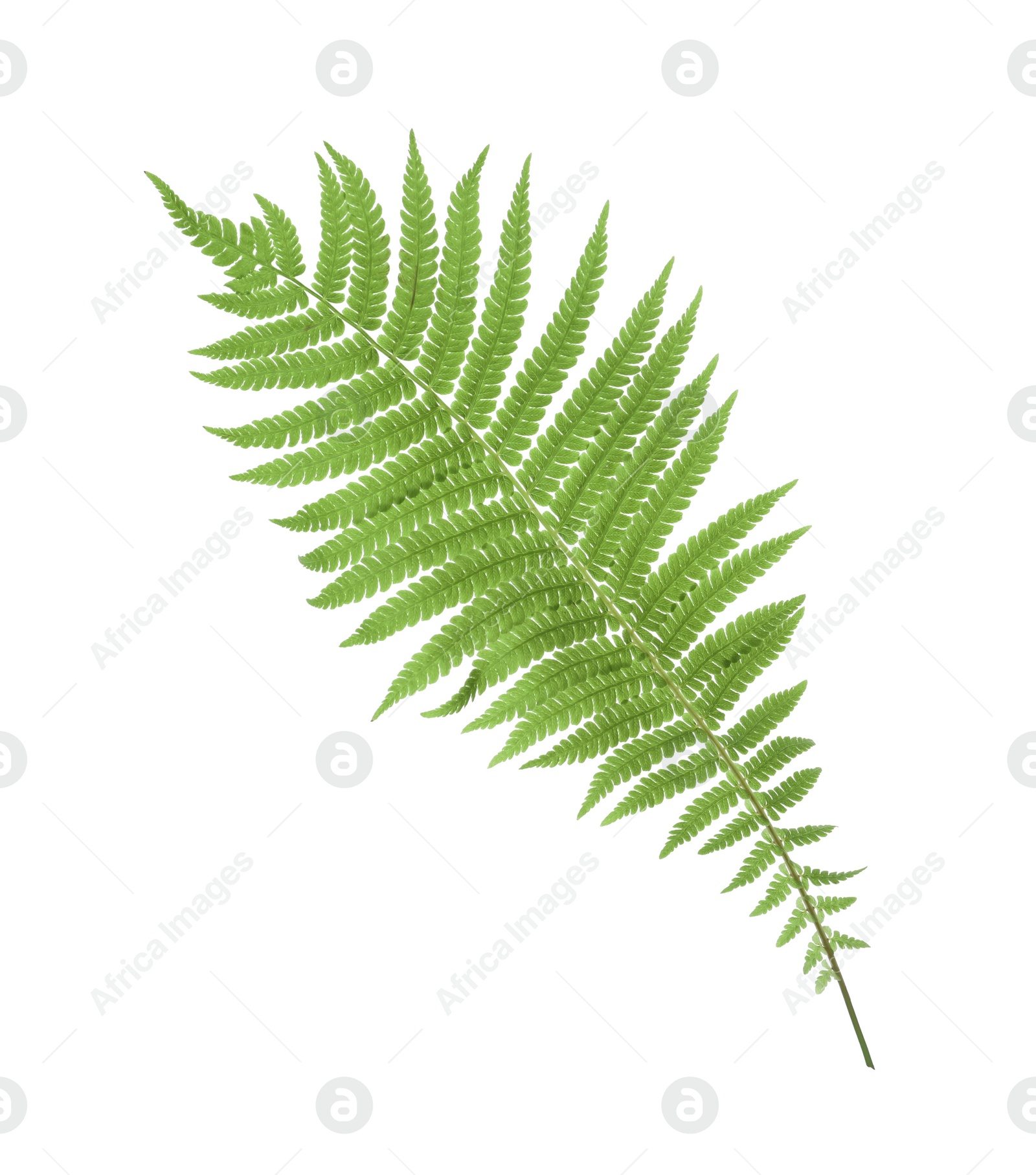 Photo of Beautiful tropical fern leaf on white background