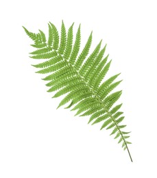 Beautiful tropical fern leaf on white background