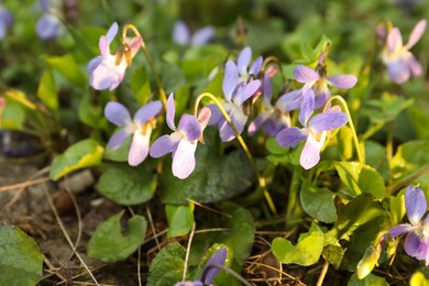 Beautiful wild violets blooming in forest. Spring flowers