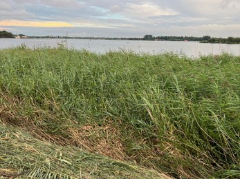 Photo of Picturesque view of river reeds and cloudy sky