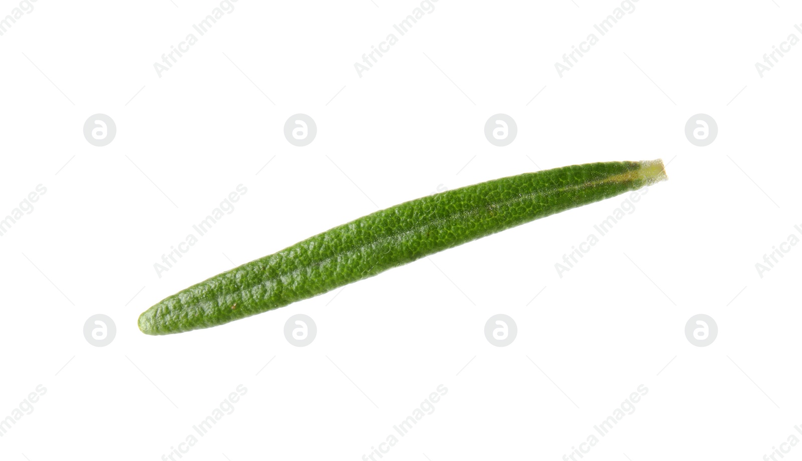 Photo of Fresh green rosemary leaf on white background