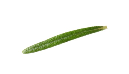 Photo of Fresh green rosemary leaf on white background