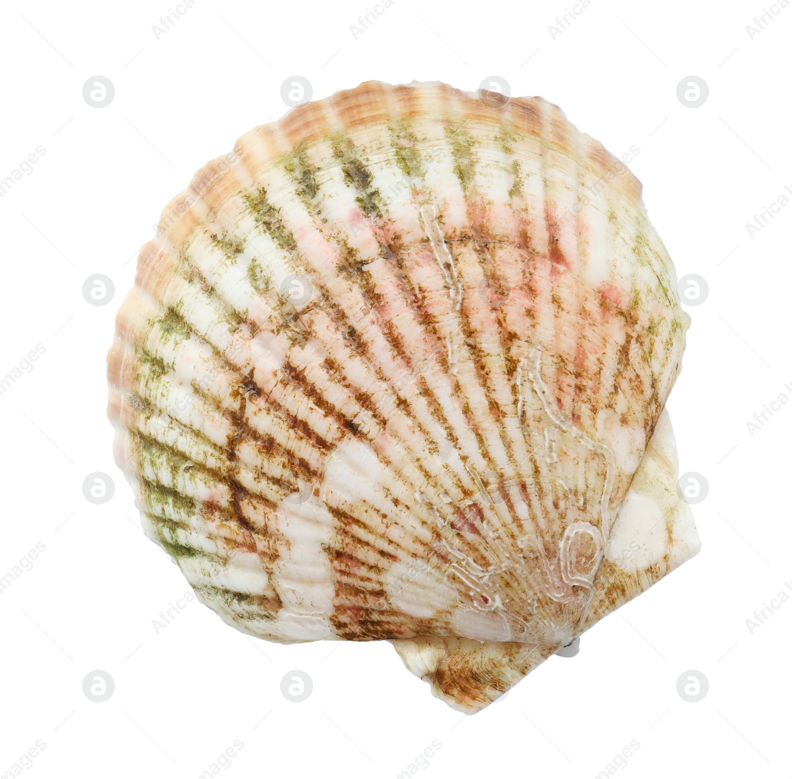 Photo of Fresh closed scallop isolated on white, top view