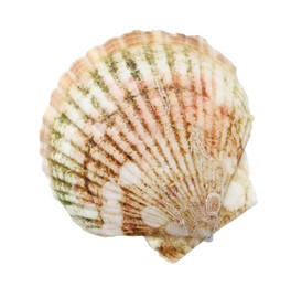 Fresh closed scallop isolated on white, top view
