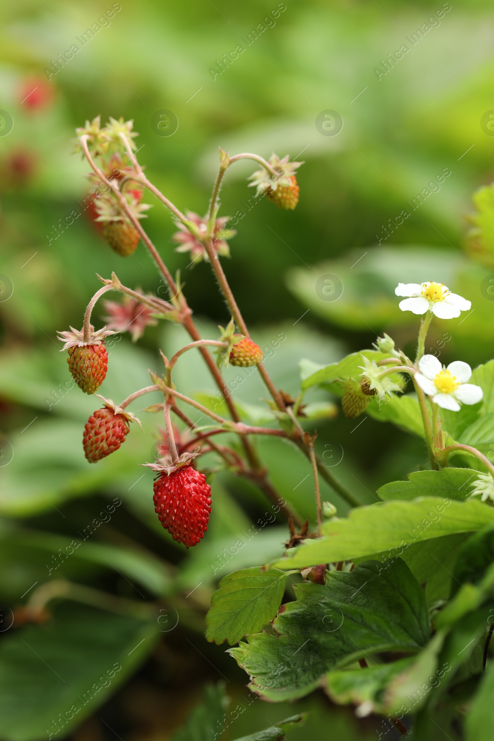 Photo of Small wild strawberries growing outdoors. Seasonal berries