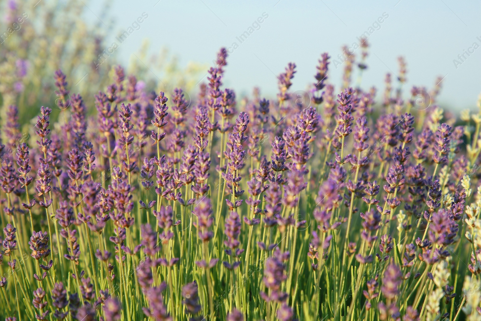 Photo of Beautiful blooming lavender growing in field, closeup