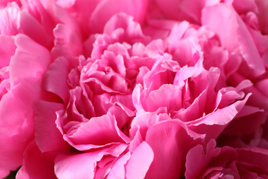 Photo of Closeup view of beautiful pink peony flowers