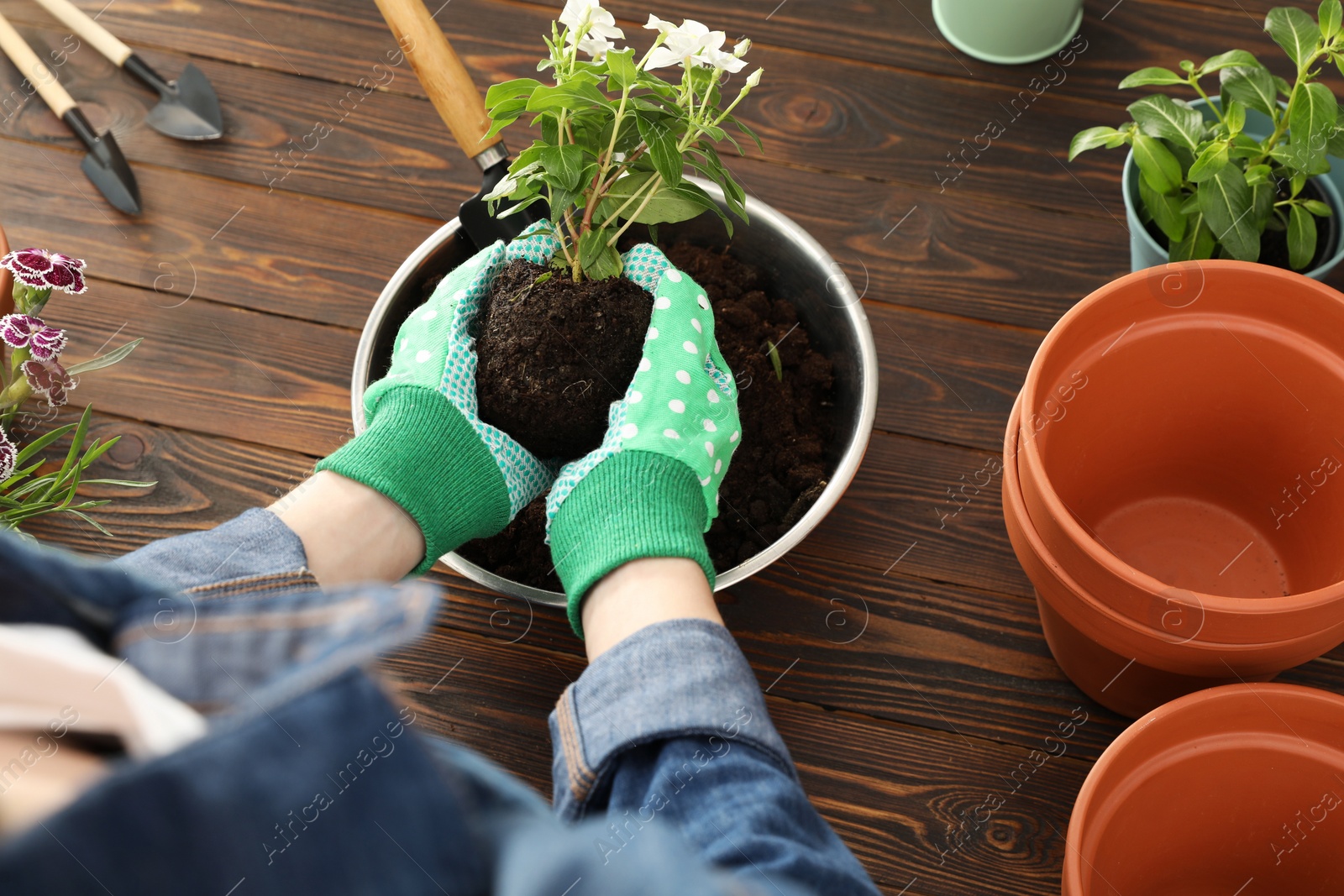 Photo of Transplanting. Woman with flowers and empty pots at wooden table, above view