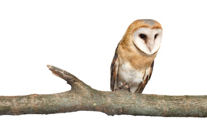 Photo of Beautiful common barn owl on twig against white background