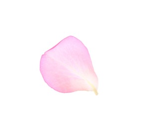 Photo of Tender pink rose petal isolated on white