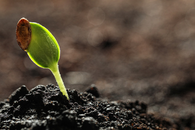 Young vegetable seedling growing in soil outdoors, space for text