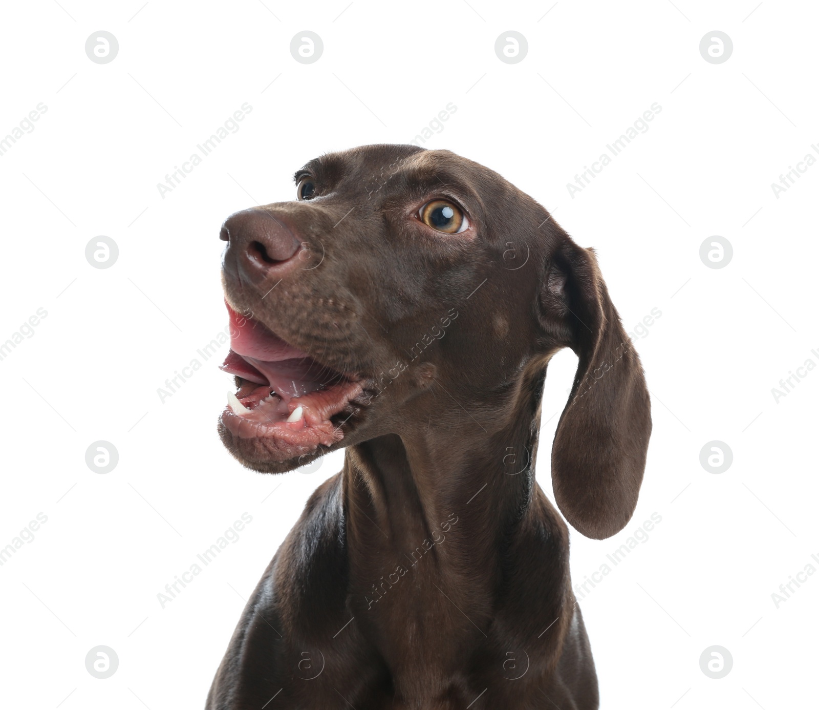 Photo of German Shorthaired Pointer dog on white background