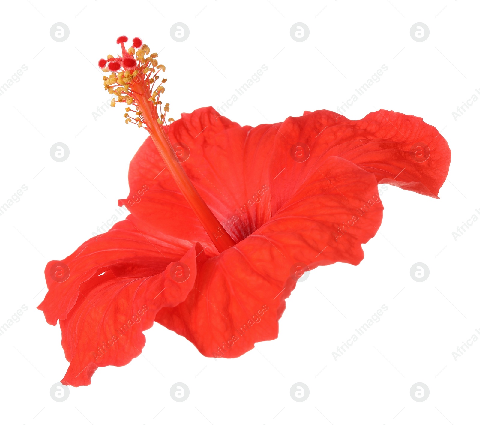 Photo of Beautiful red hibiscus flower isolated on white