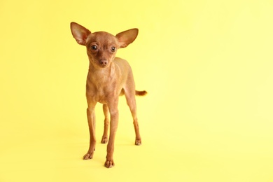 Photo of Cute toy terrier on color background, space for text. Domestic dog