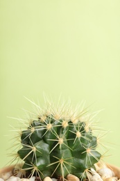 Beautiful cactus on color background