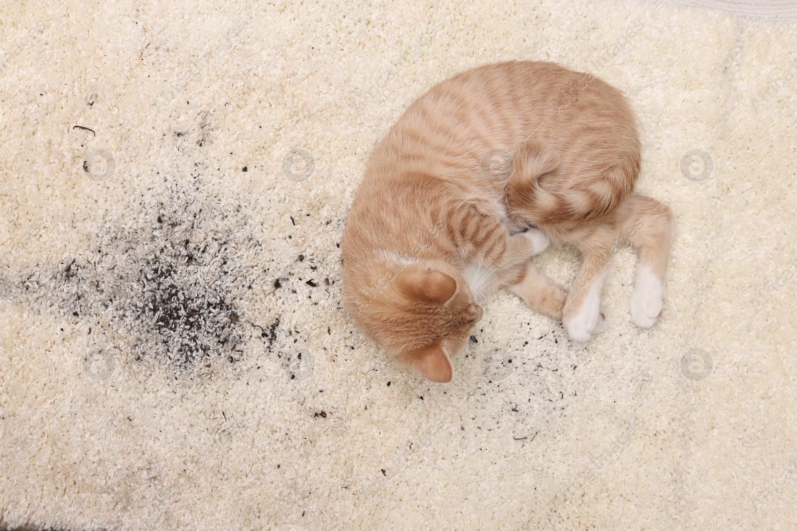 Photo of Cute ginger cat on carpet with scattered soil, top view