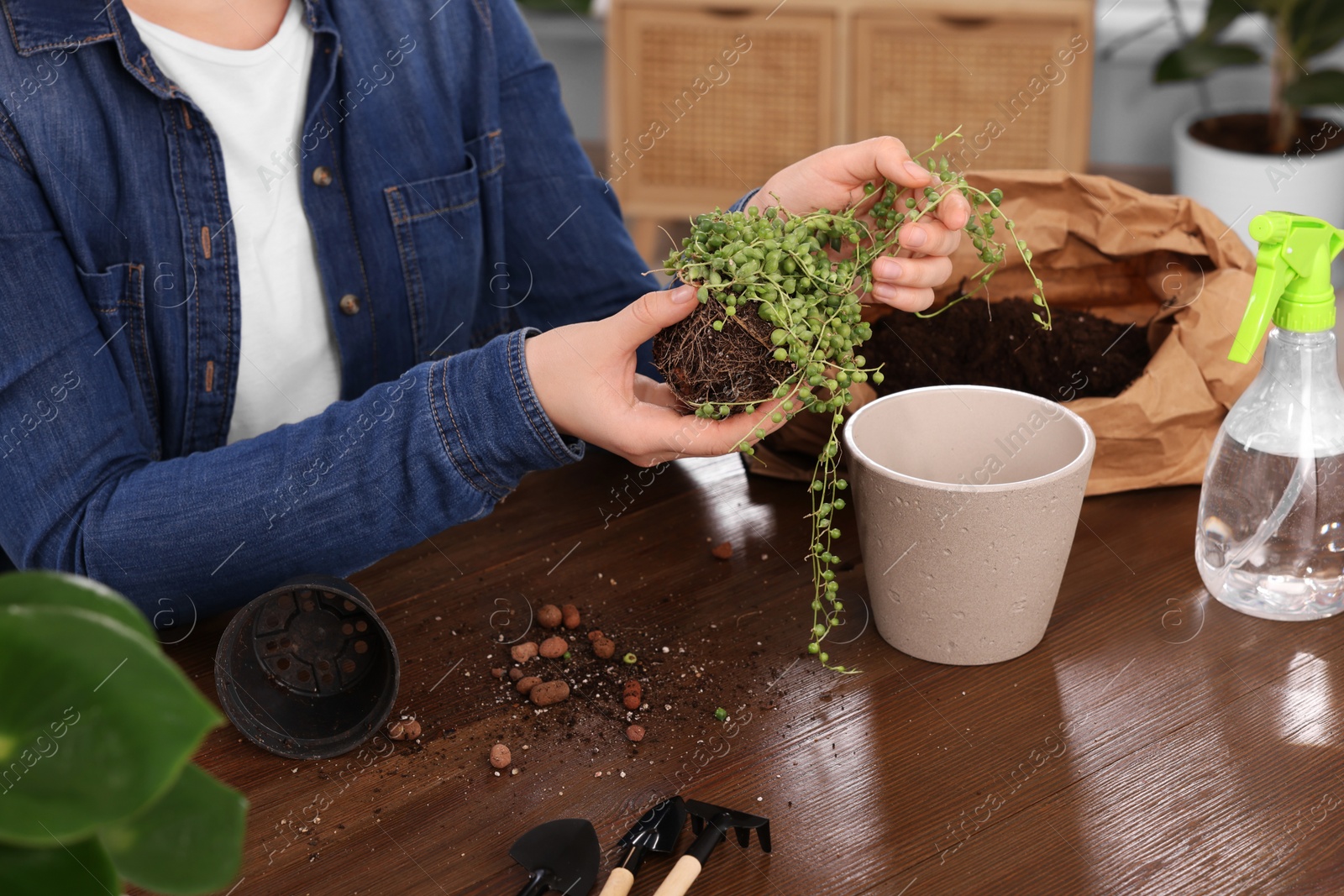 Photo of Woman transplanting houseplant into new pot at wooden table indoors, closeup