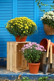 Beautiful fresh chrysanthemum flowers and gardening tools on stairs outdoors