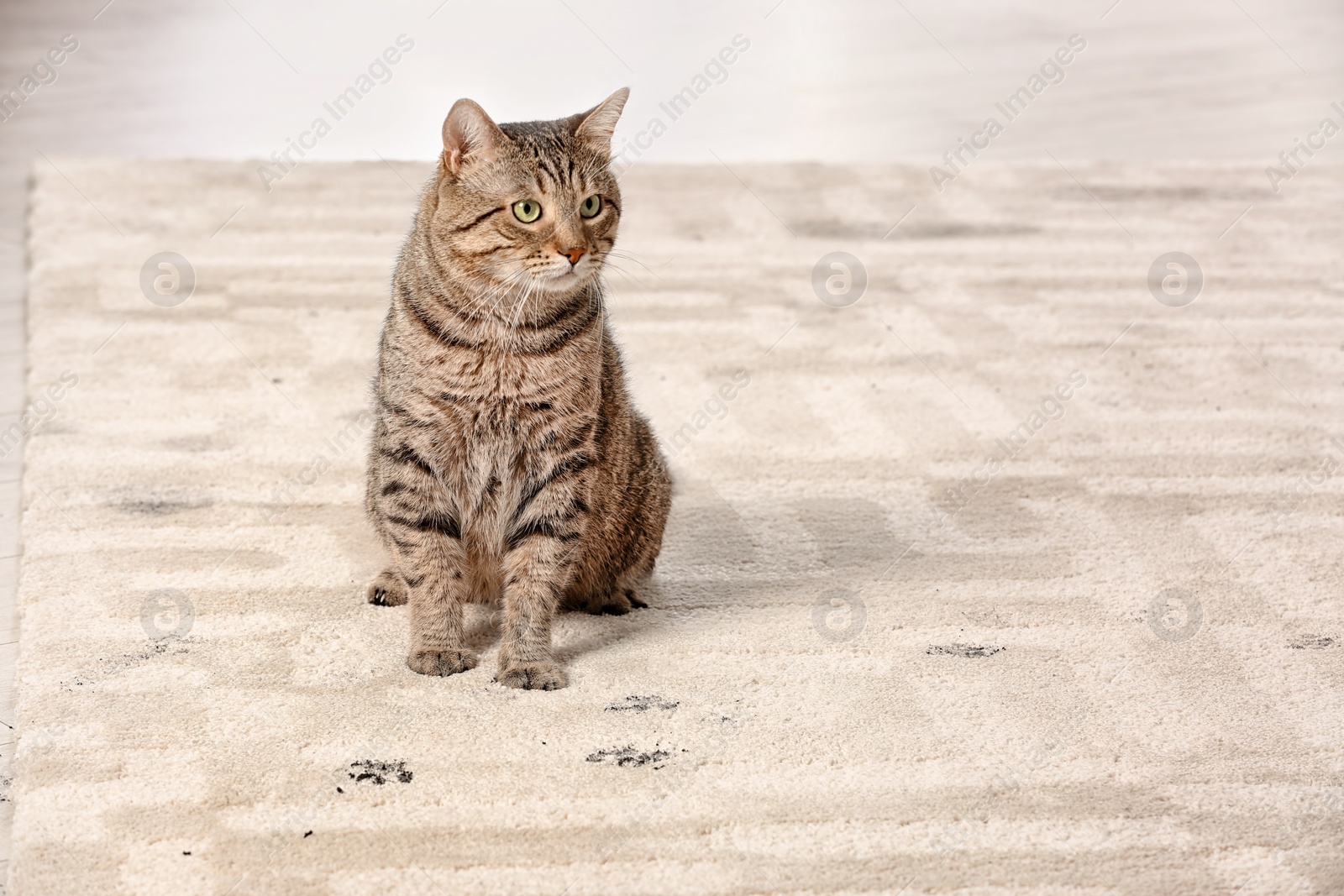 Photo of Cute cat leaving muddy paw prints on carpet