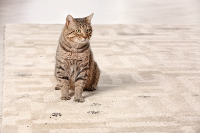 Cute cat leaving muddy paw prints on carpet