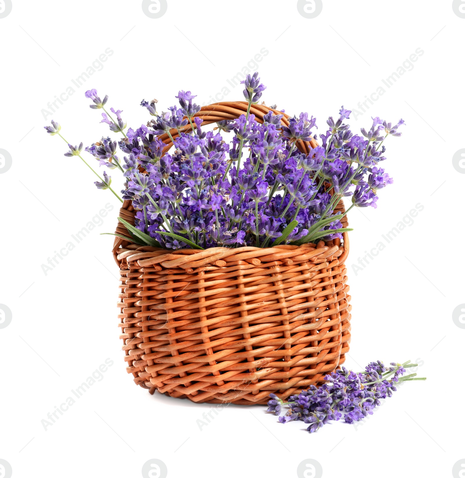 Photo of Fresh lavender flowers in basket on white background