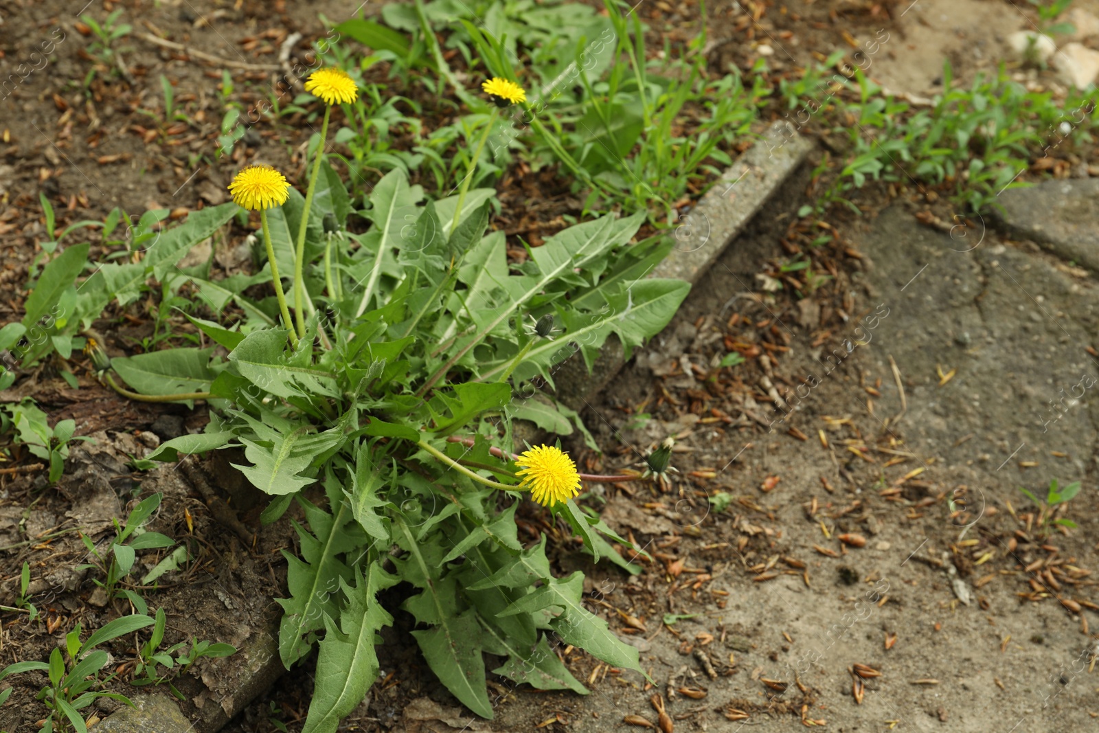 Photo of Yellow dandelion flowers with green leaves growing outdoors