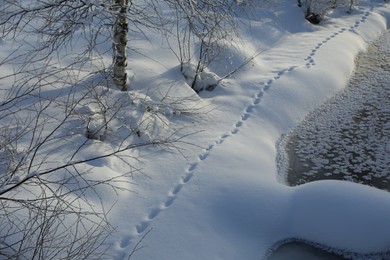 Photo of View of trees, bushes and footprints on white snow outdoors