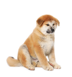 Cute Akita Inu puppy on white background. Baby animal