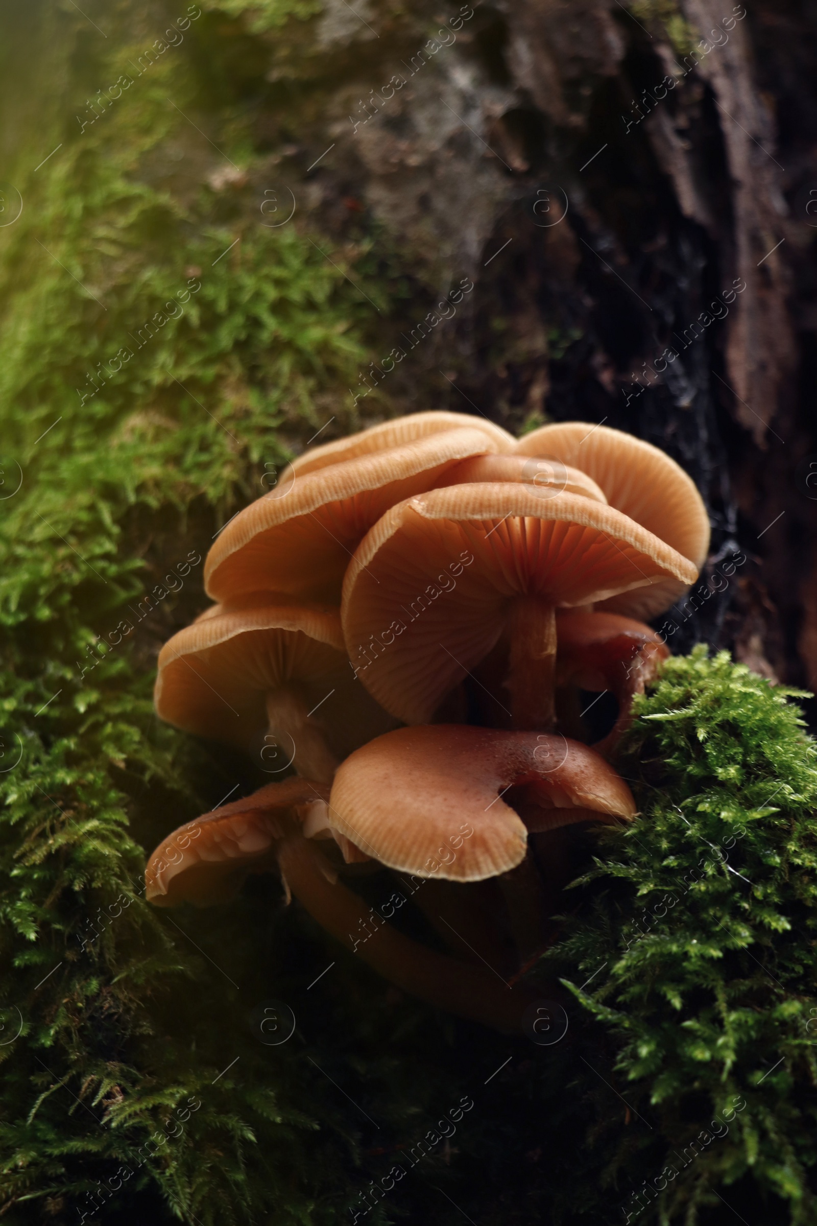 Photo of Wild edible mushrooms and green vegetation in forest