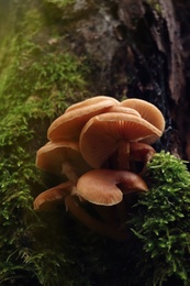 Wild edible mushrooms and green vegetation in forest