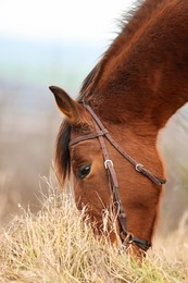Photo of Adorable chestnut horse grazing outdoors, closeup. Lovely domesticated pet