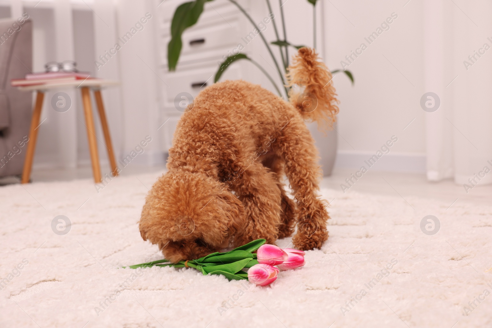 Photo of Cute Maltipoo dog with bouquet of beautiful tulips at home. Lovely pet
