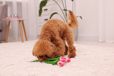 Photo of Cute Maltipoo dog with bouquet of beautiful tulips at home. Lovely pet