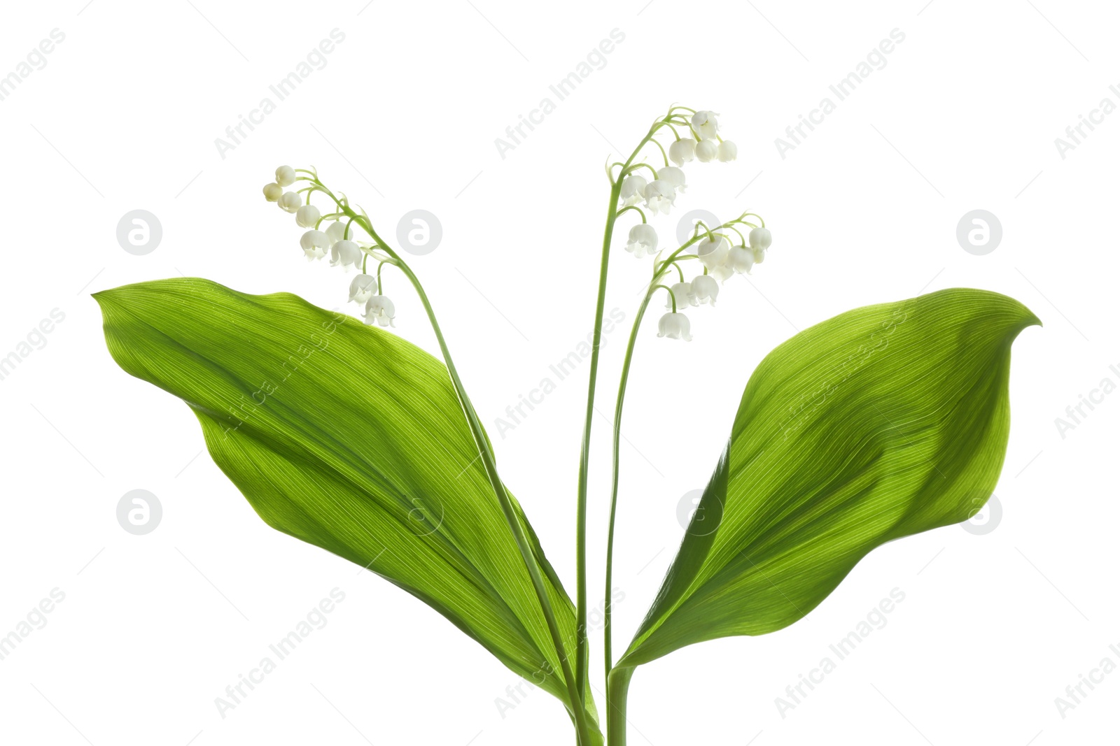 Photo of Beautiful fragrant lily of the valley flowers on white background