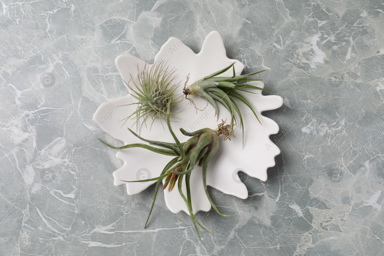 Photo of Different tillandsia plants on light grey marble table, top view. House decor