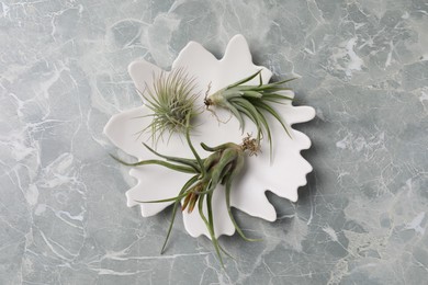 Photo of Different tillandsia plants on light grey marble table, top view. House decor