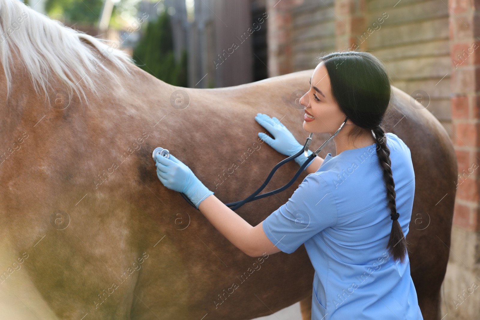 Photo of Veterinarian listening to horse with stethoscope outdoors. Pet care