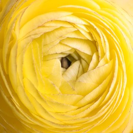 Photo of Beautiful fresh ranunculus flower on white background, closeup