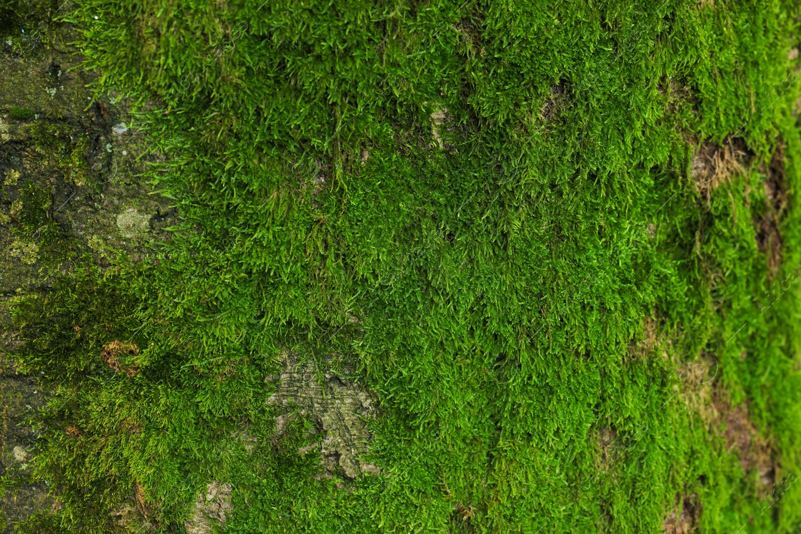 Photo of Tree bark with green moss as background, closeup