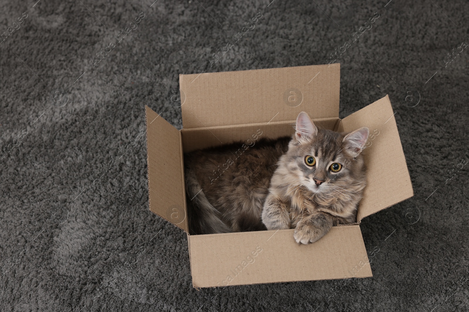 Photo of Cute fluffy cat in cardboard box on carpet, above view